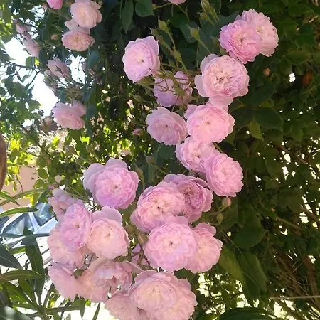 Apartment Regina Santa Domenica (Vibo Valentia)